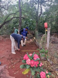 Sembrado de plantines