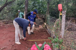 Sembrado de plantines