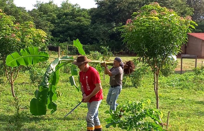 Plantines frutales